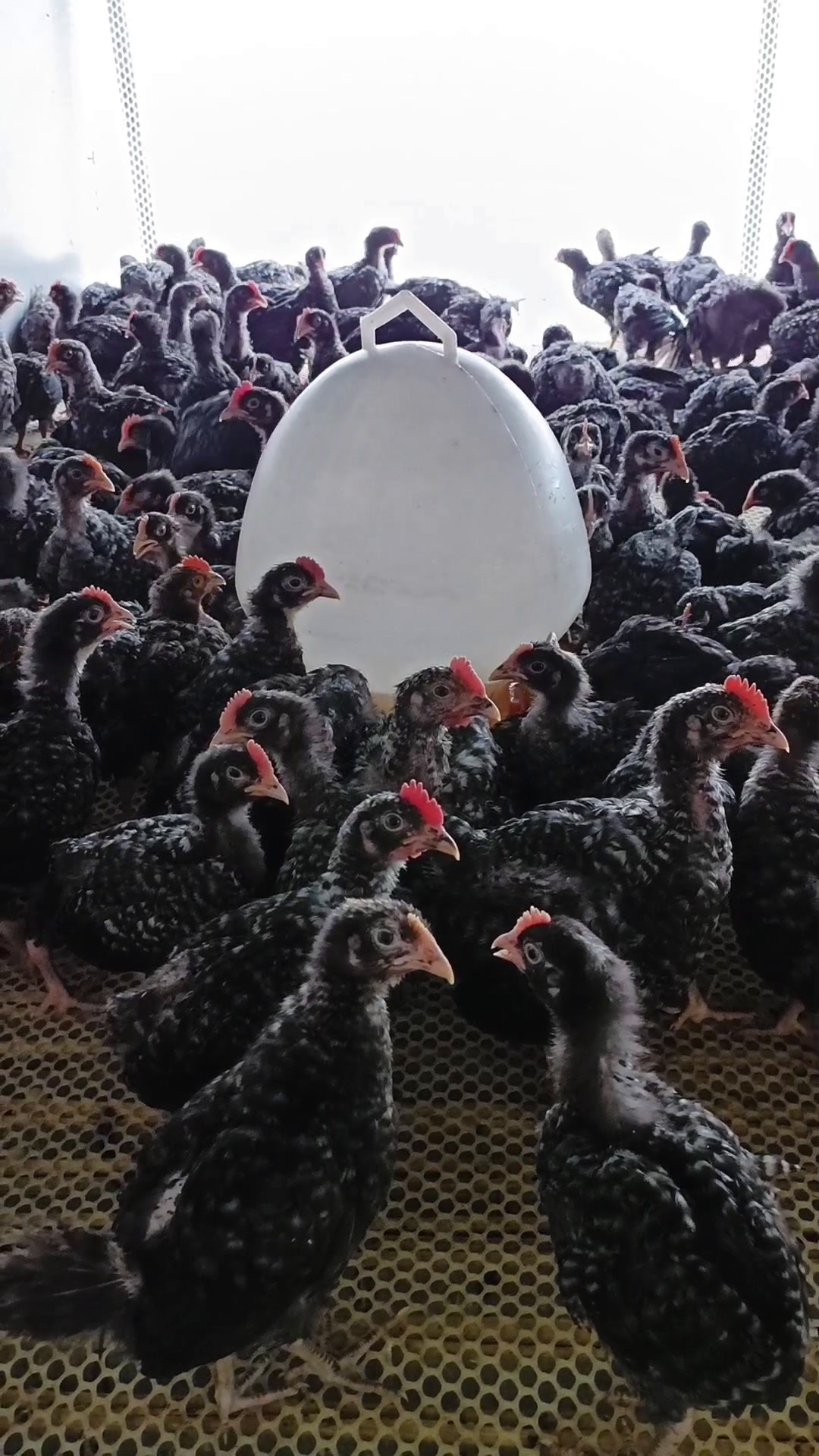 土鸡之王,50天左右芦花鸡苗