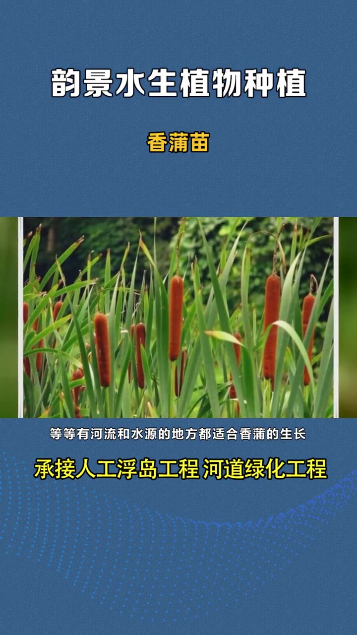 香蒲种子 香蒲苗 香蒲种子