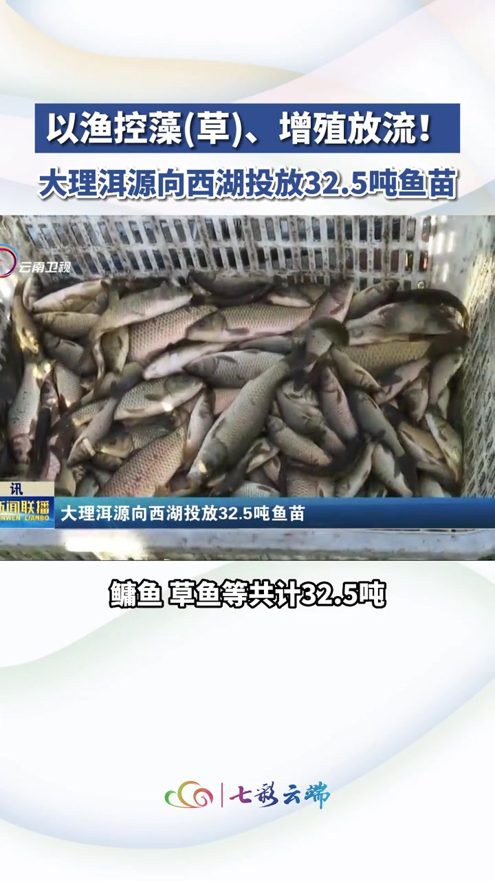 以渔控藻(草),增殖放流!32.5吨鱼苗投放大理洱源西湖
