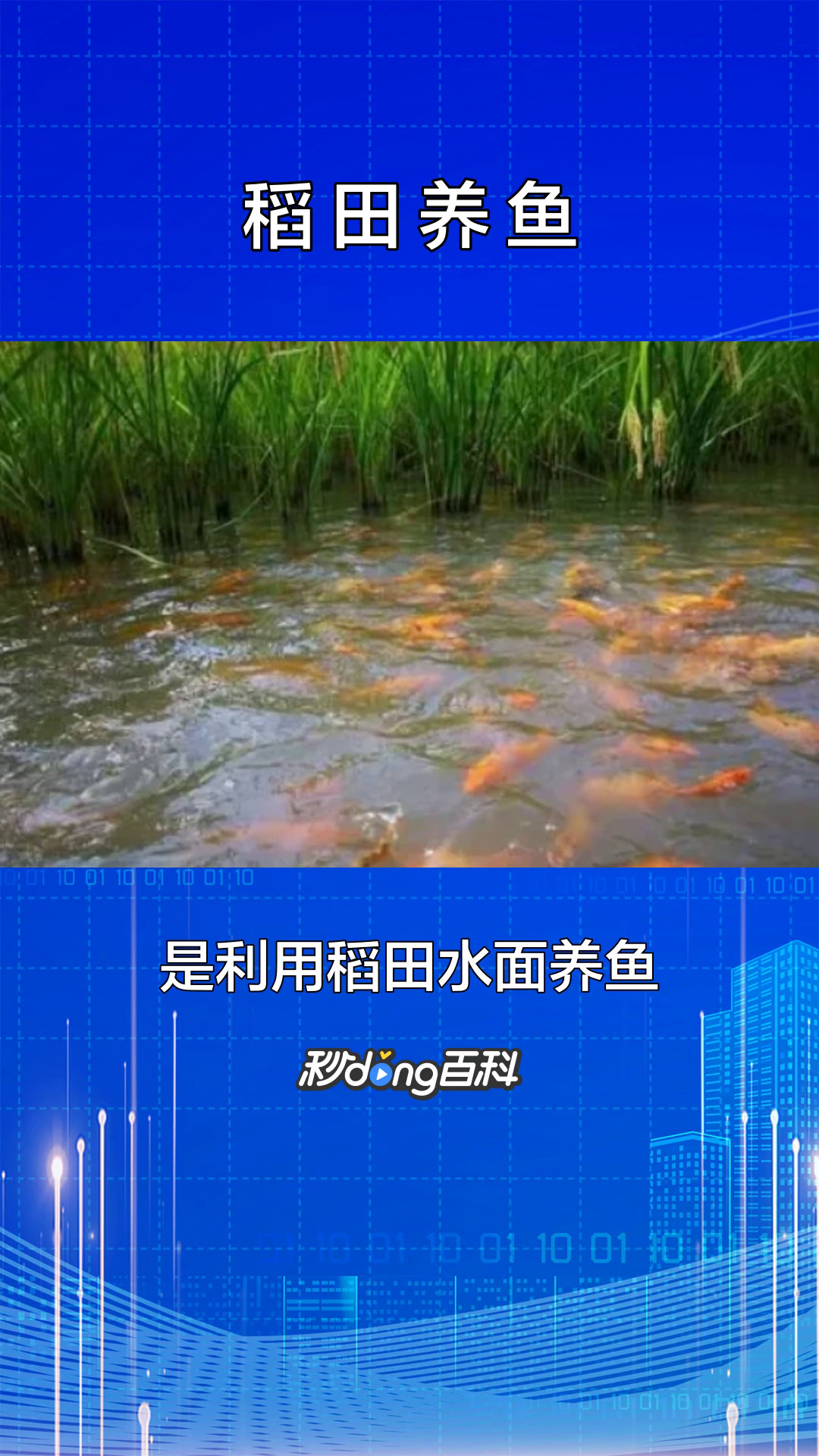 一分钟了解稻田养鱼