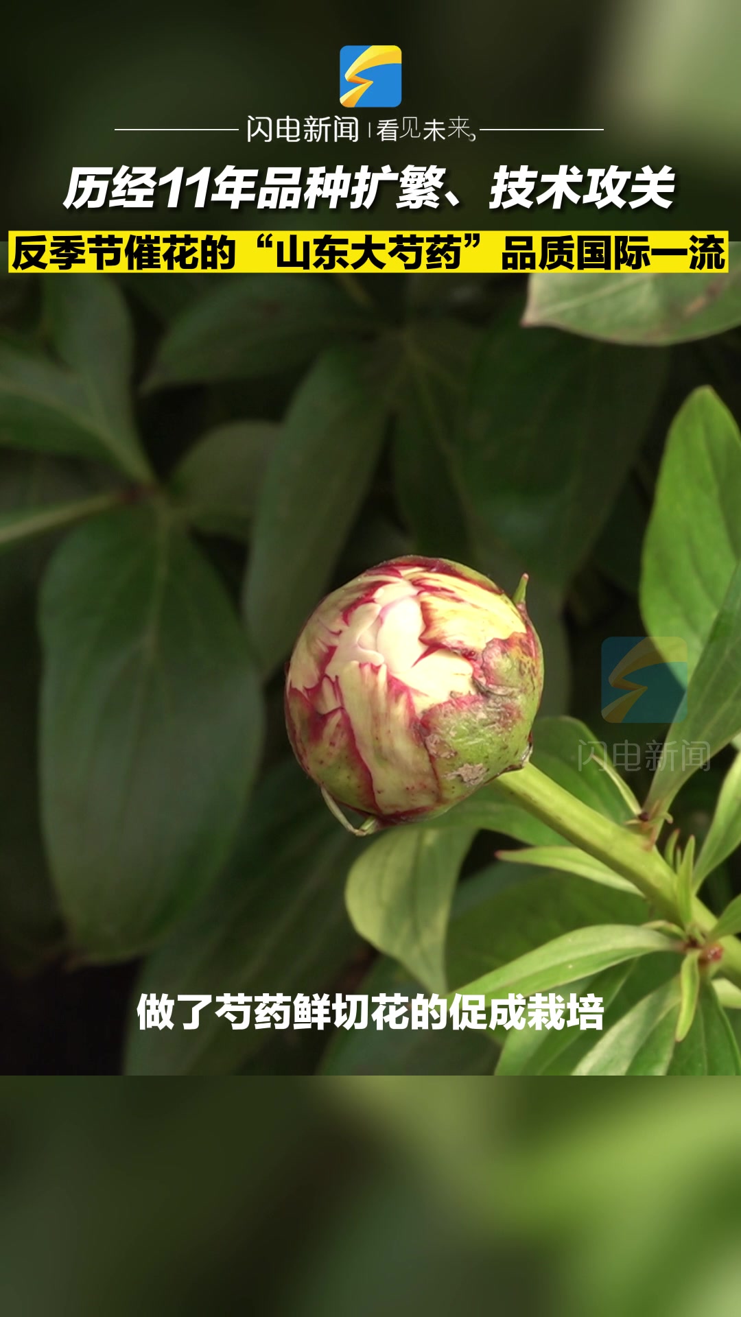 历经11年品种扩繁、技术攻关 反季节催花的“山东大芍药”品质国际一流
