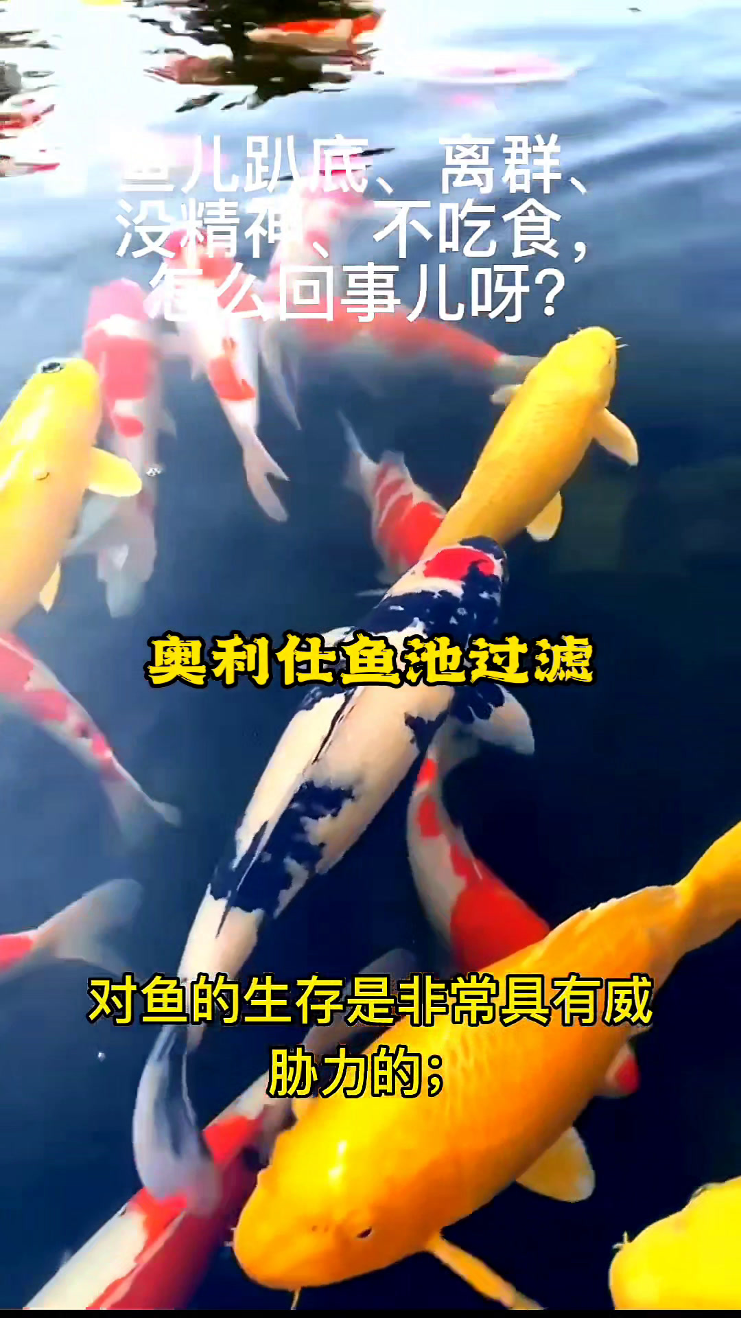 鱼儿趴底、离群、没精神、不吃食,怎么回事儿呀?
