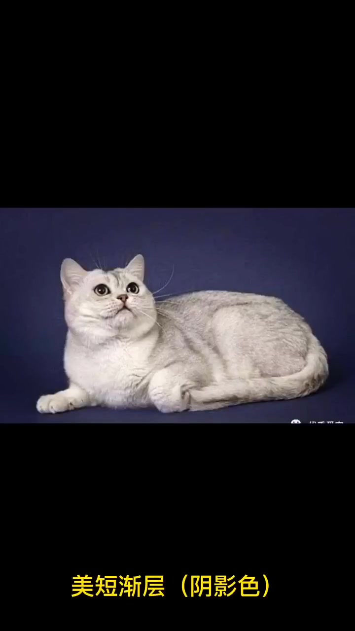 关注我带你三分钟了解美短小知识