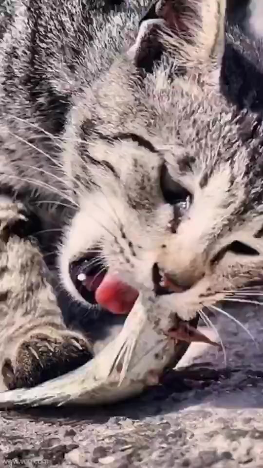 猫咪爱吃鱼是真的吗