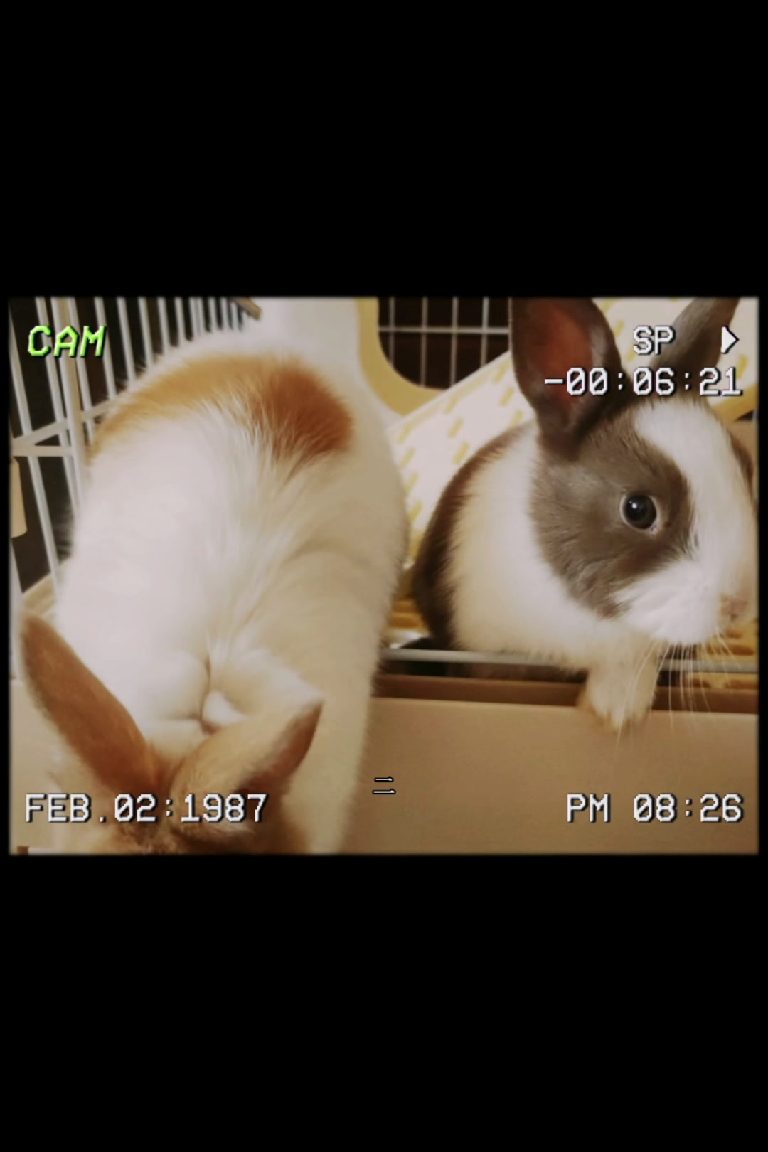 各种宠物兔!仓鼠
