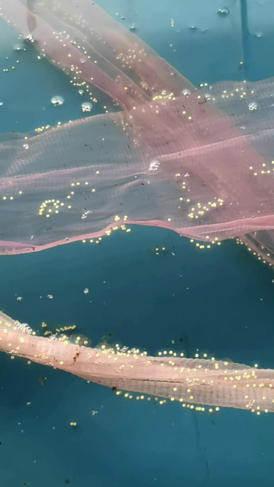 六角恐龙鱼产卵,鱼卵如何孵化,小苗食物,温度多少,如何饲养