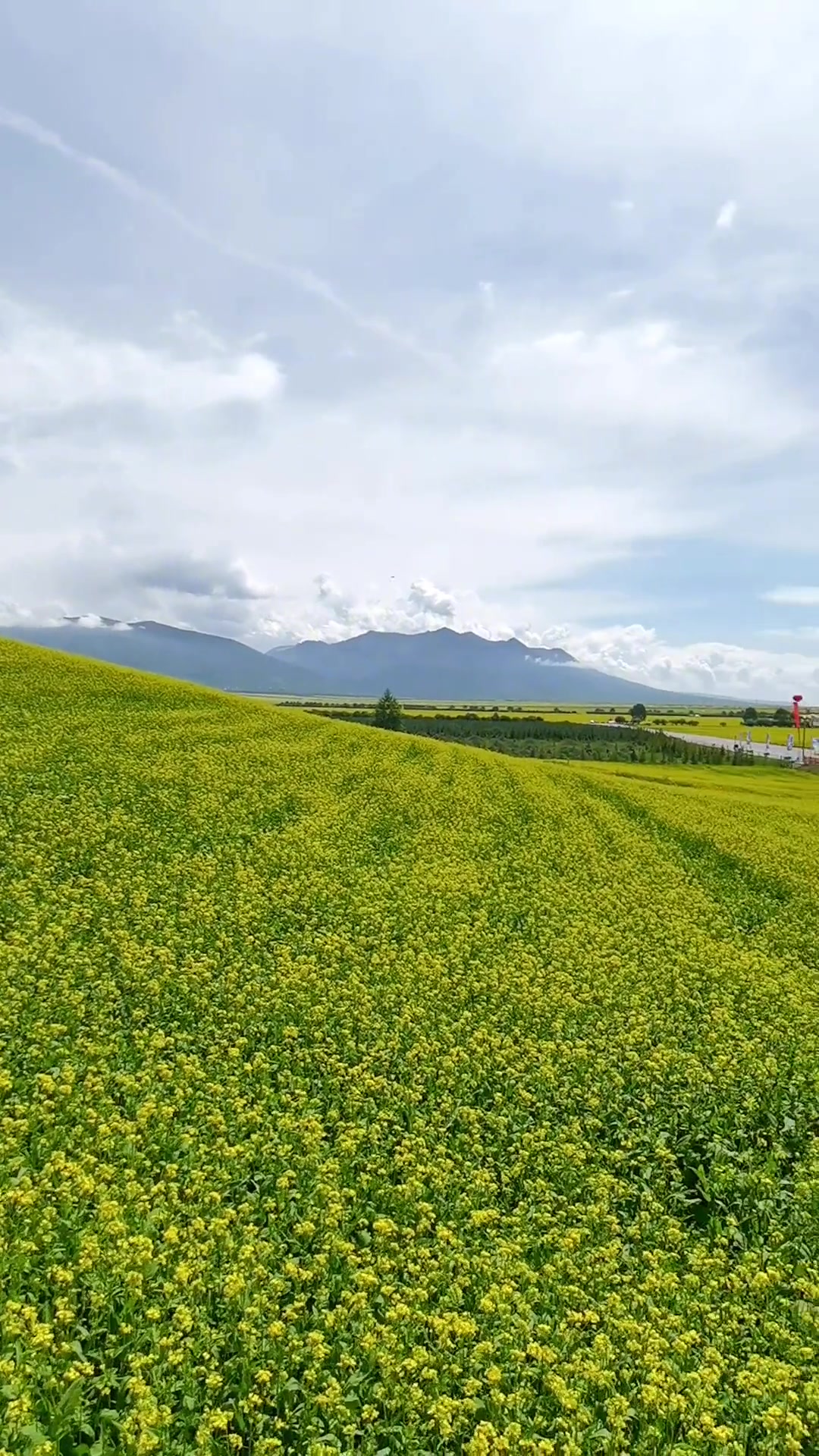 油菜花是什么季节开花