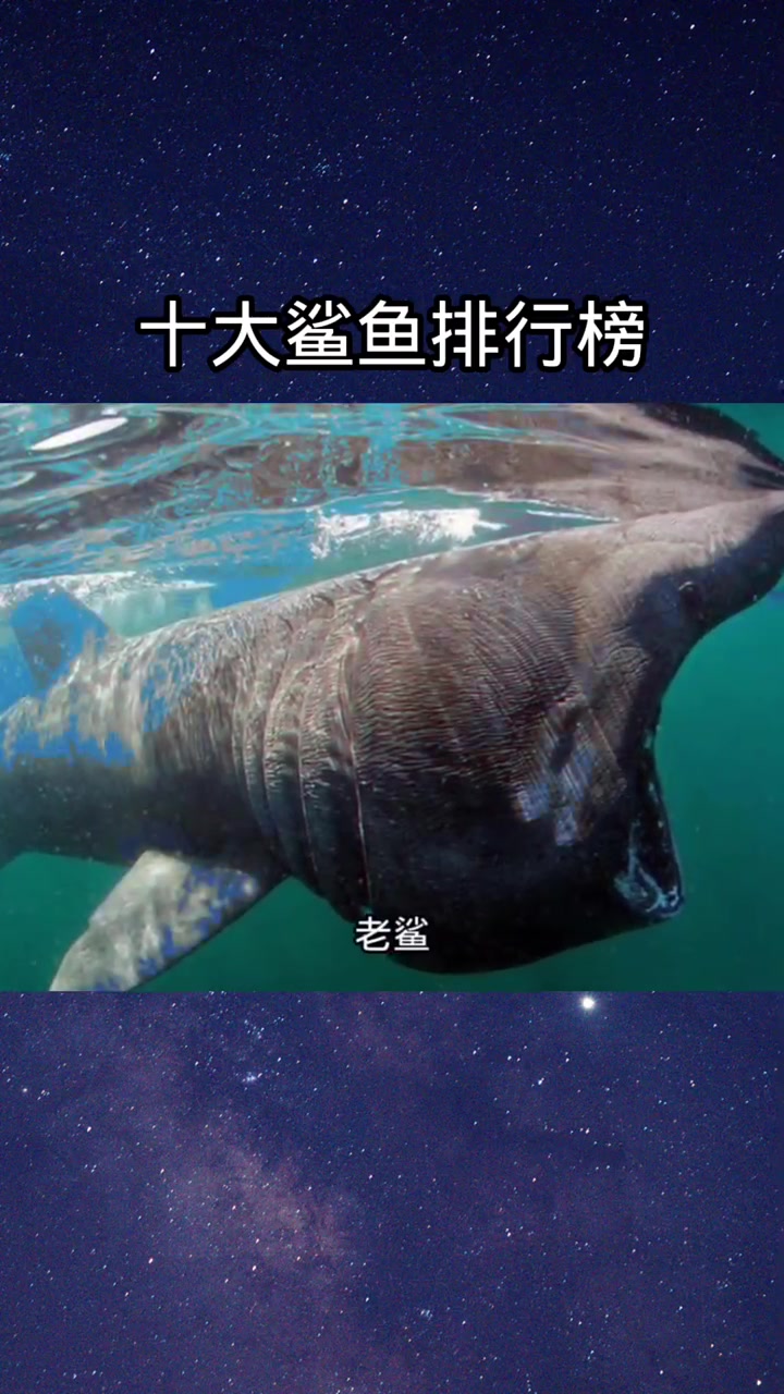 鲨鱼排行榜(上)