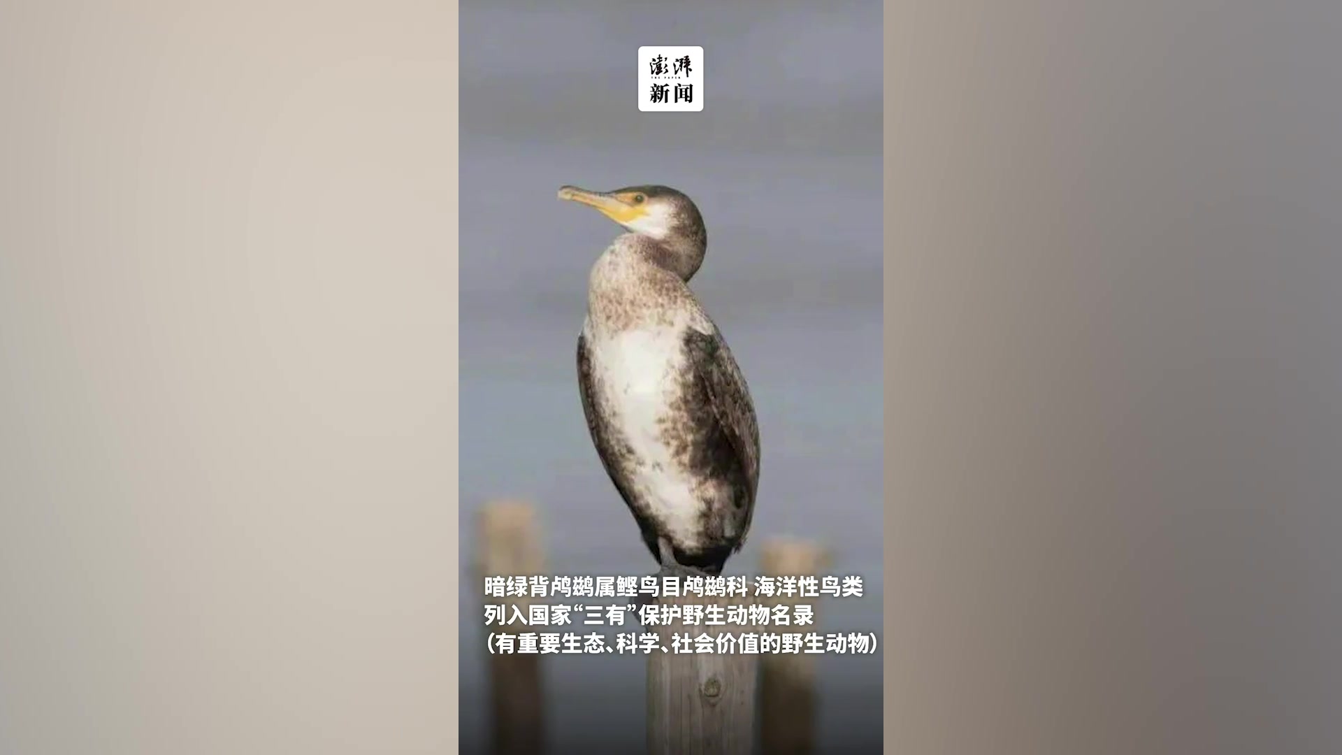 暗绿背鸬鹚首现上海明珠湖,与普通鸬鹚的区别你知道吗?