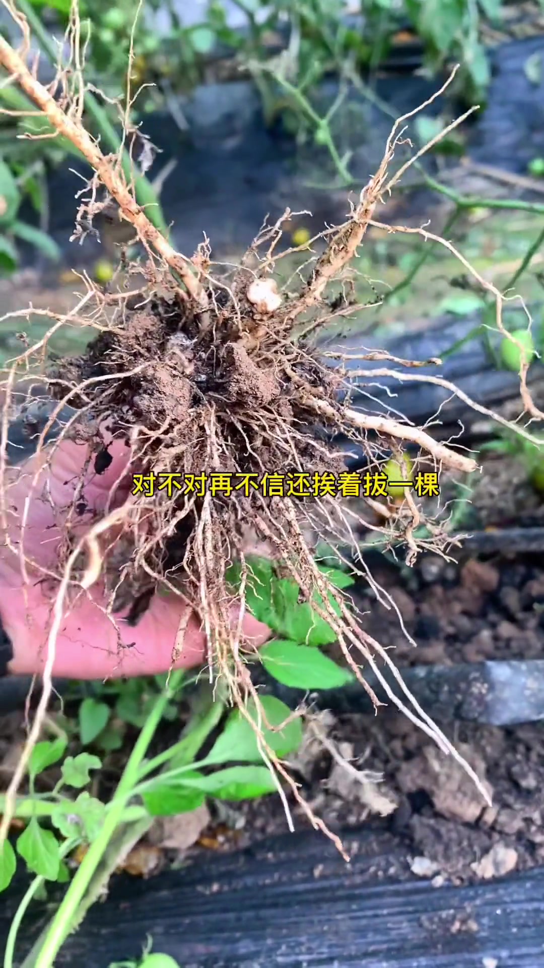 创作灵感 夏季高垄行不行?看视频 高垄 种植 蔬菜大棚 +小助手