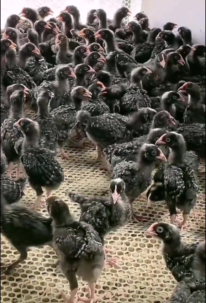 一个多月芦花鸡苗疫苗齐全