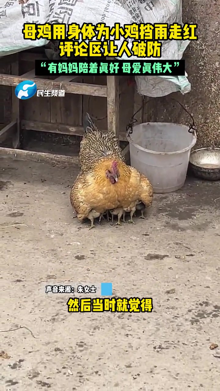 2月7日,四川巴中,母鸡用身体为小鸡挡雨走红,评论区让人破防,“有妈妈陪着真好 母爱真伟大