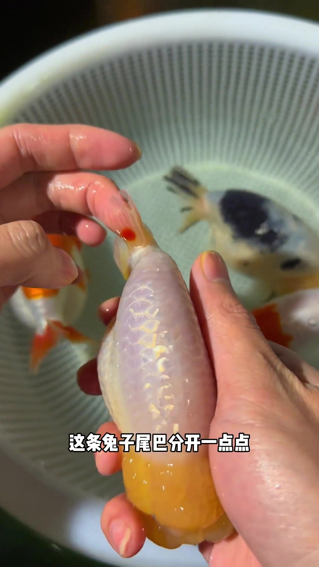 兰寿品种鉴别图谱