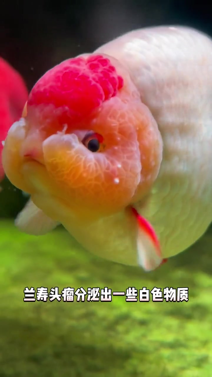 兰寿头上长白色东西怎么办?兰寿金鱼 养鱼日记 观赏鱼 兰寿 热门视频