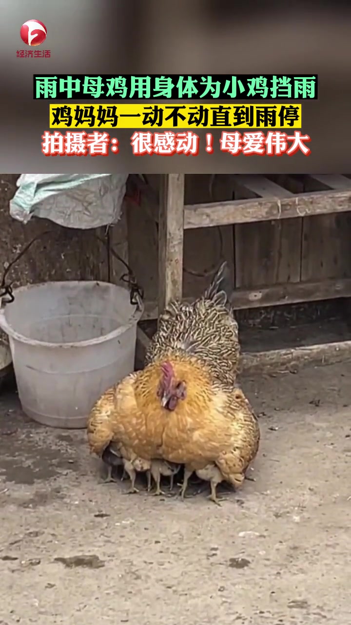 突然下雨,小鸡慌忙躲进鸡妈妈怀里,母鸡在雨中一动不动保护小鸡直到雨停,场面温馨让人感动 鸡