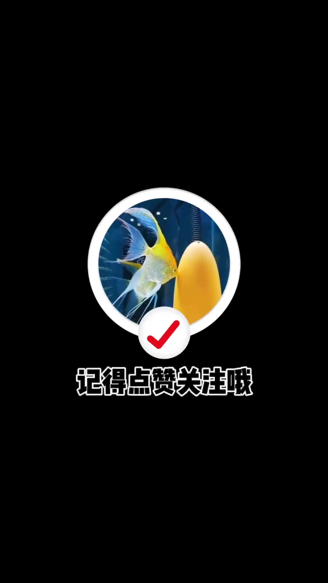 开缸教程 底滤鱼缸开缸流程 兰寿金鱼 养鱼日记 开缸 热门视频