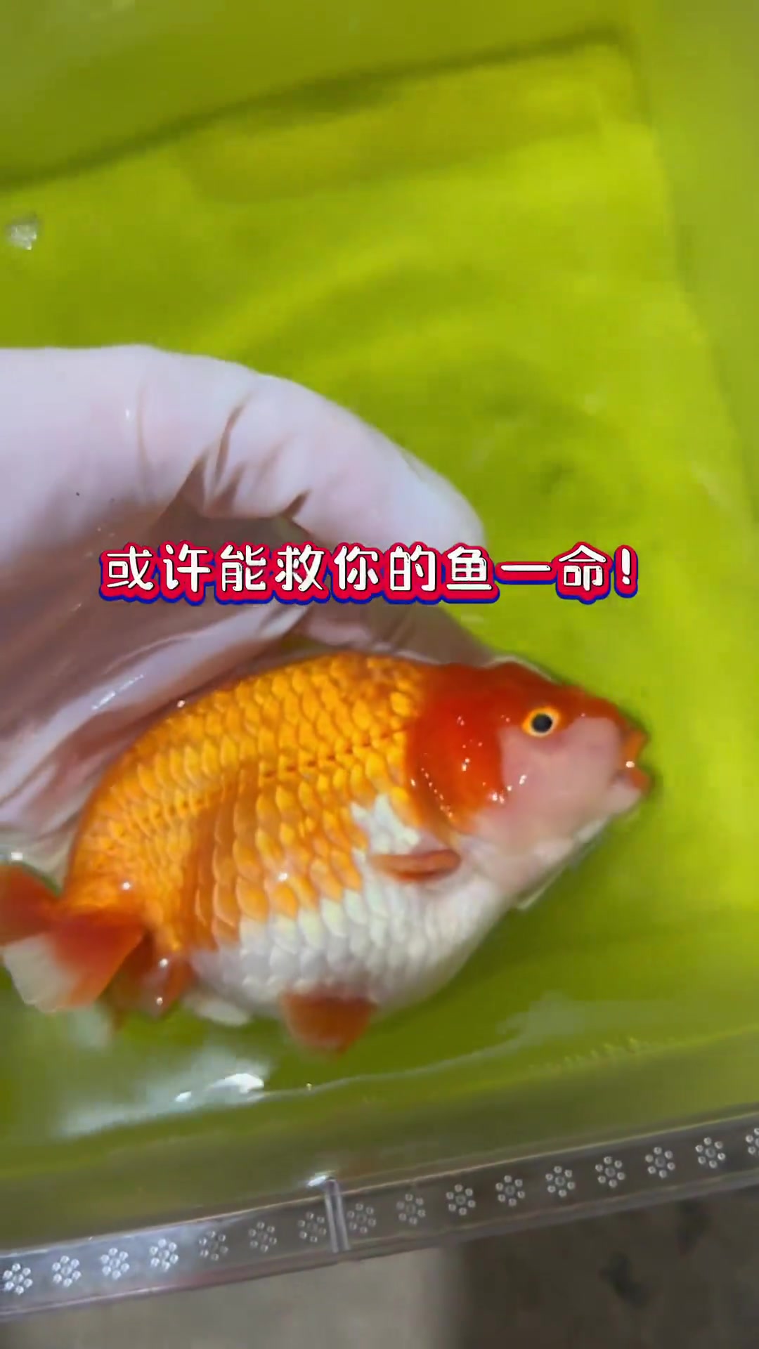 金鱼视频观赏鱼教程