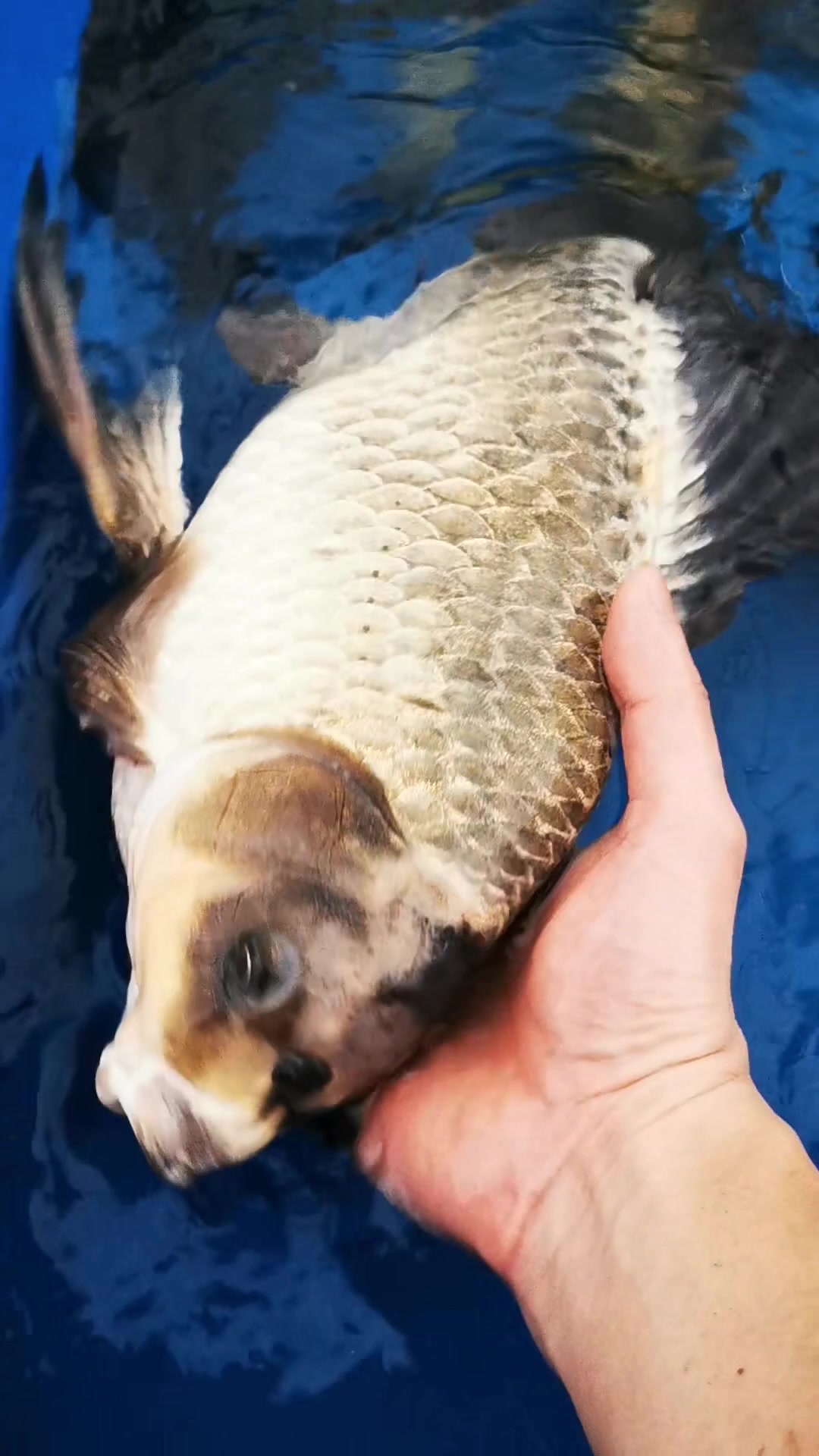 水中国宝熊猫蝴蝶鲤