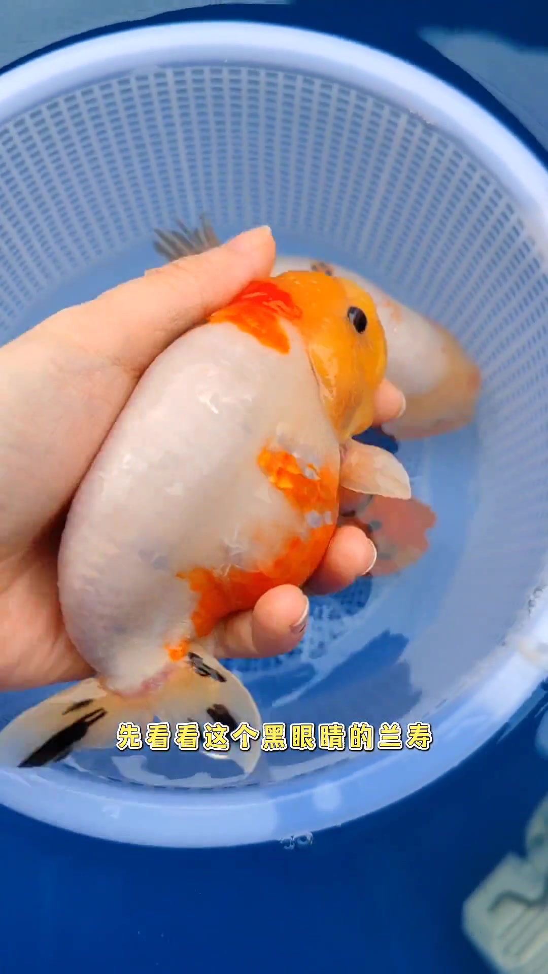 兰寿金鱼 伤过的心就像玻璃碎片,兰寿新手朋友快看过来。兰寿 观赏鱼 养鱼日记 热门视频