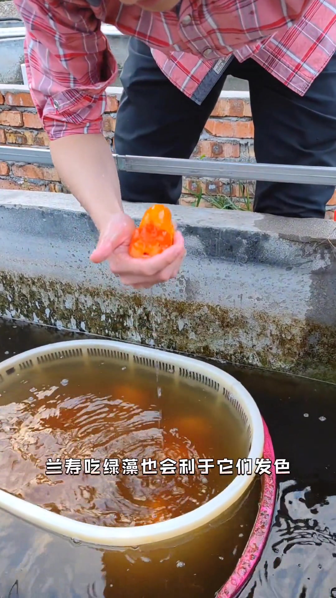 兰寿金鱼 养兰寿颜色变浅怎么办?观赏鱼 养鱼日记 养鱼人 热门视频