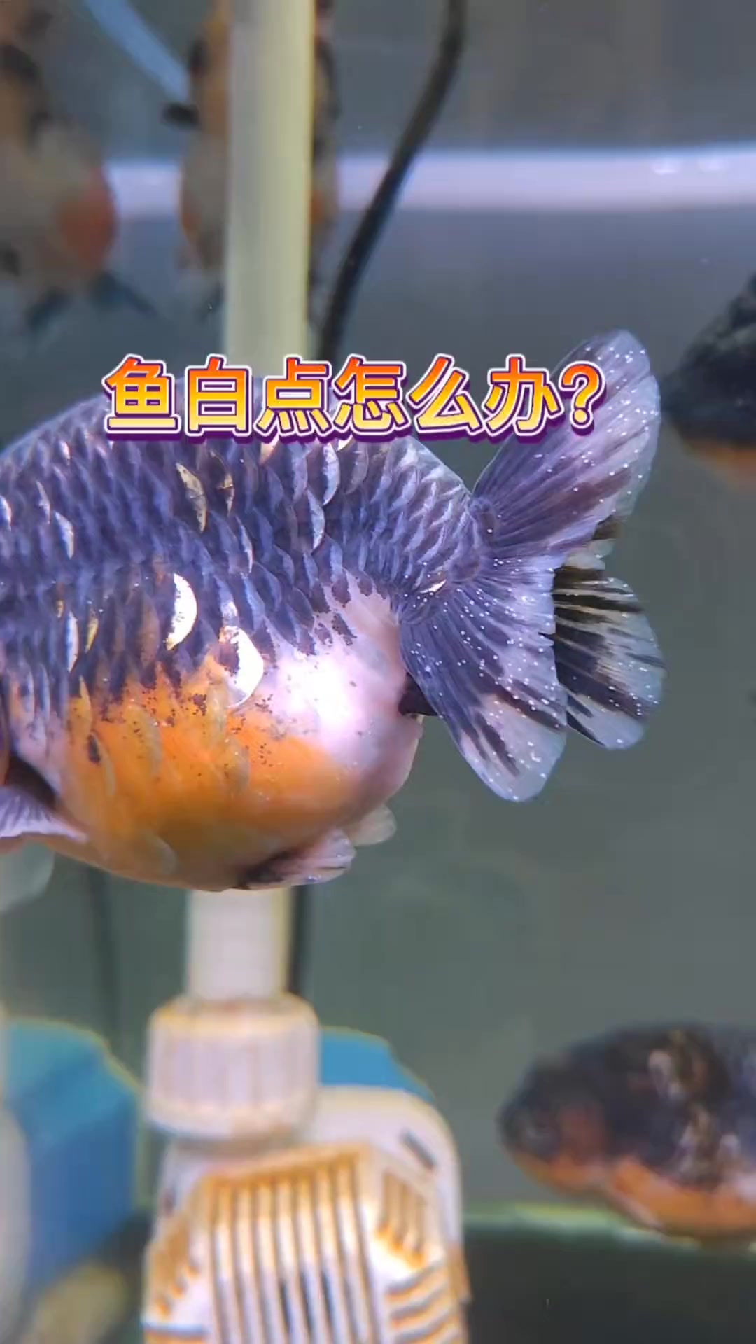 金鱼兰寿 兰寿白点了怎么办?养鱼日记 观赏鱼 热门推荐