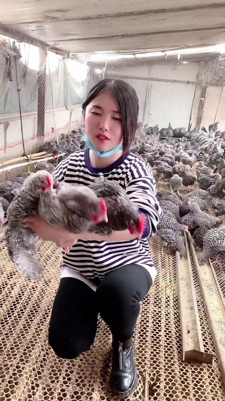 三个月的芦花鸡产蛋高
