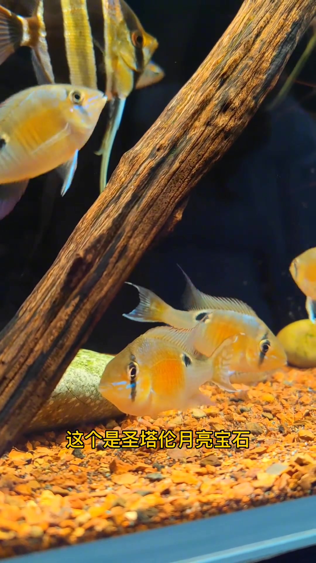 埃及神仙鱼混养最佳搭配