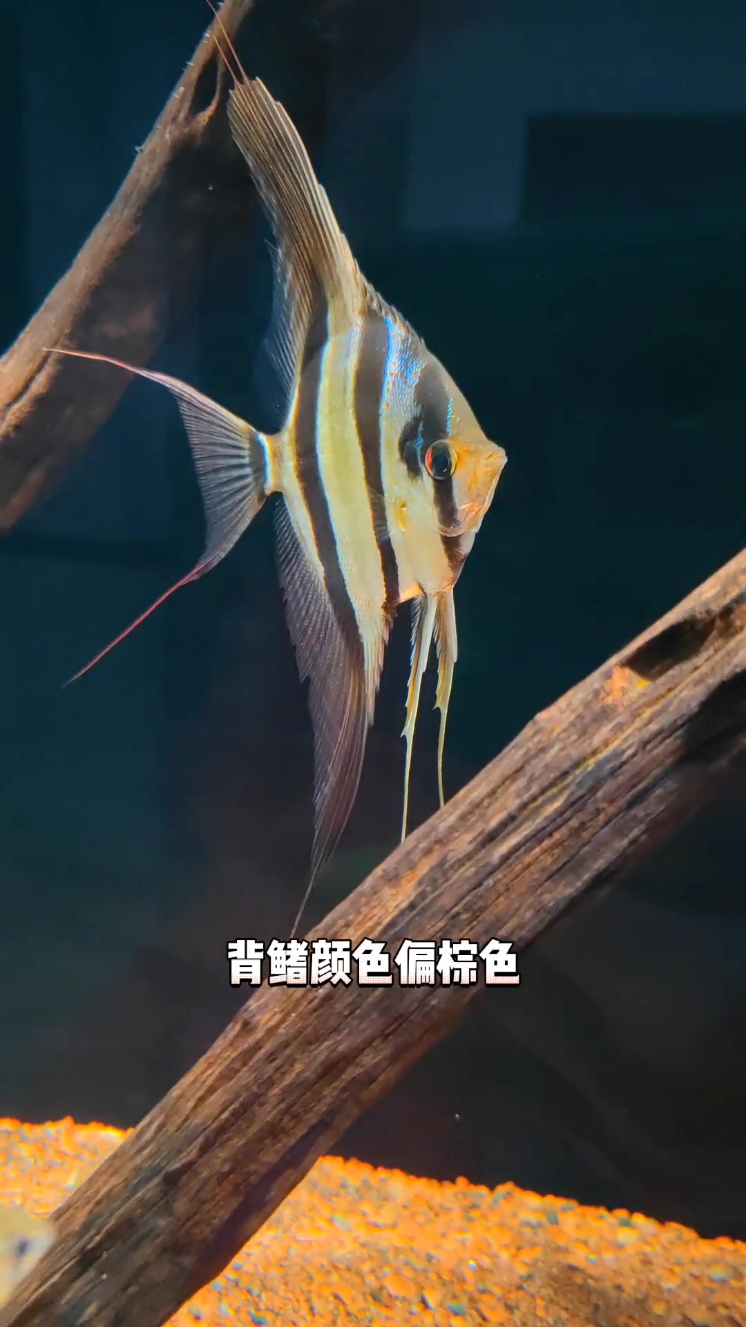 埃及神仙鱼