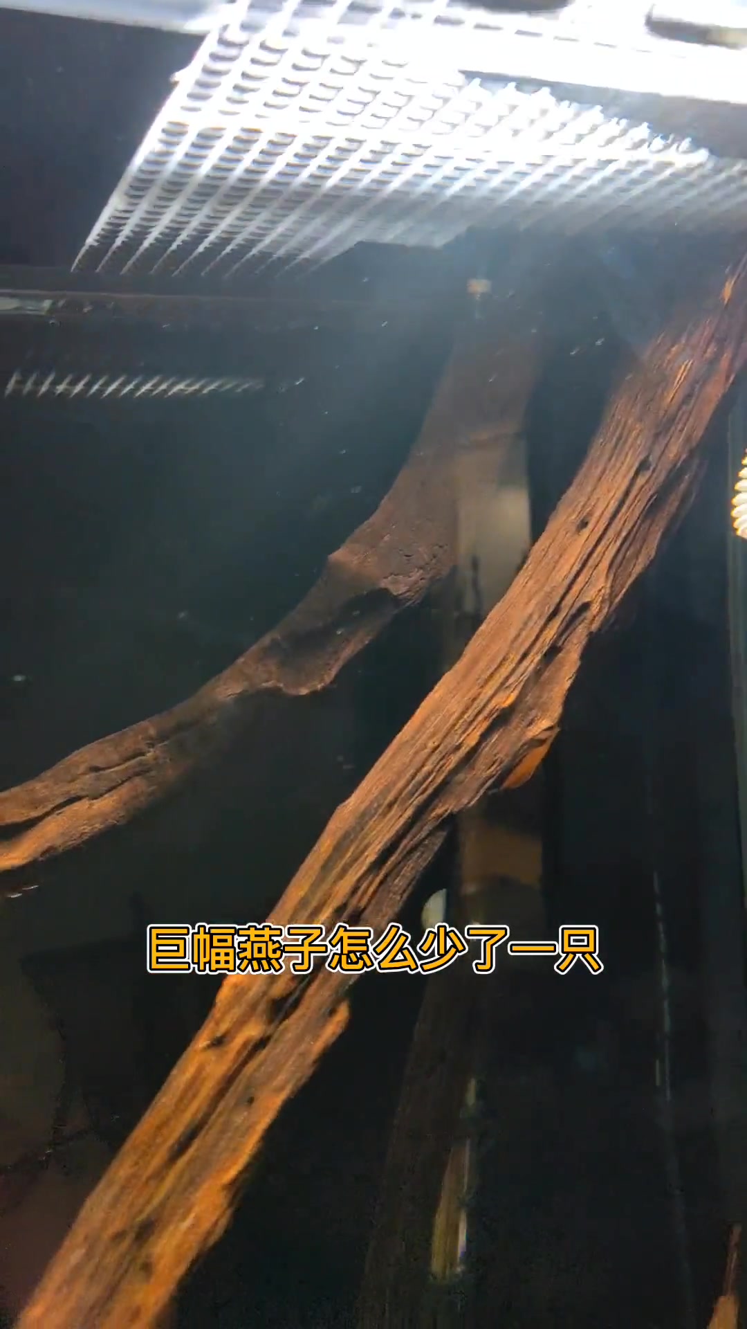 燕子鱼观赏鱼