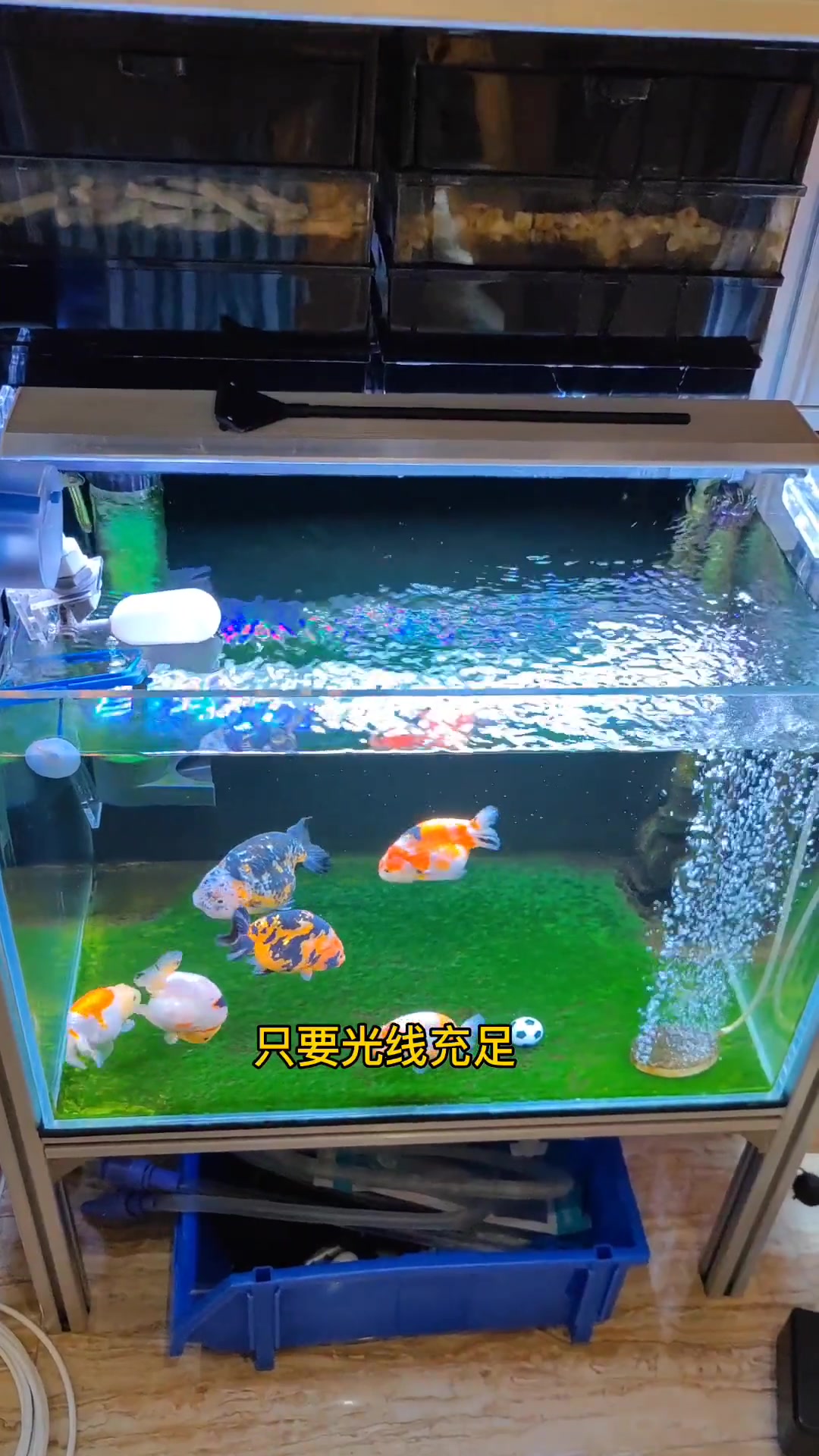 兰寿金鱼 祝所有的鱼友都有一片青青草原……兰寿 观赏鱼 热门视频