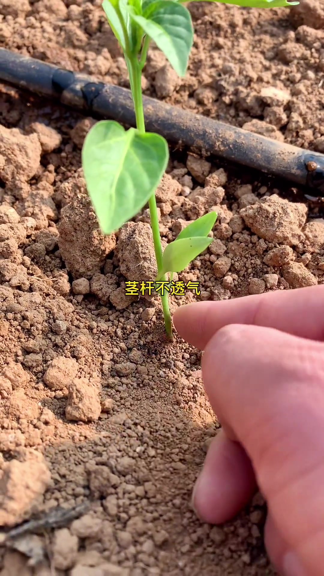 创作灵感 辣椒 深栽还是浅栽 高垄 蔬菜大棚 种植 种菜小技巧 +小助手