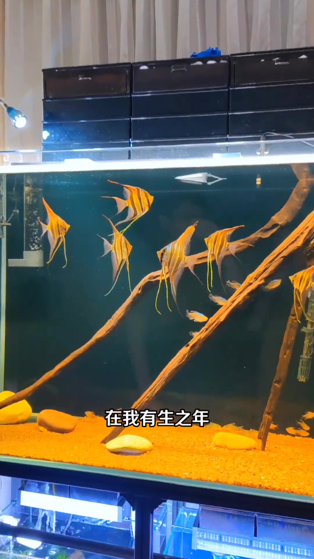 养鱼日记 无论你是爱养鱼 还是超爱养鱼 我都帮你养 埃及神仙鱼 养鱼人 热门视频