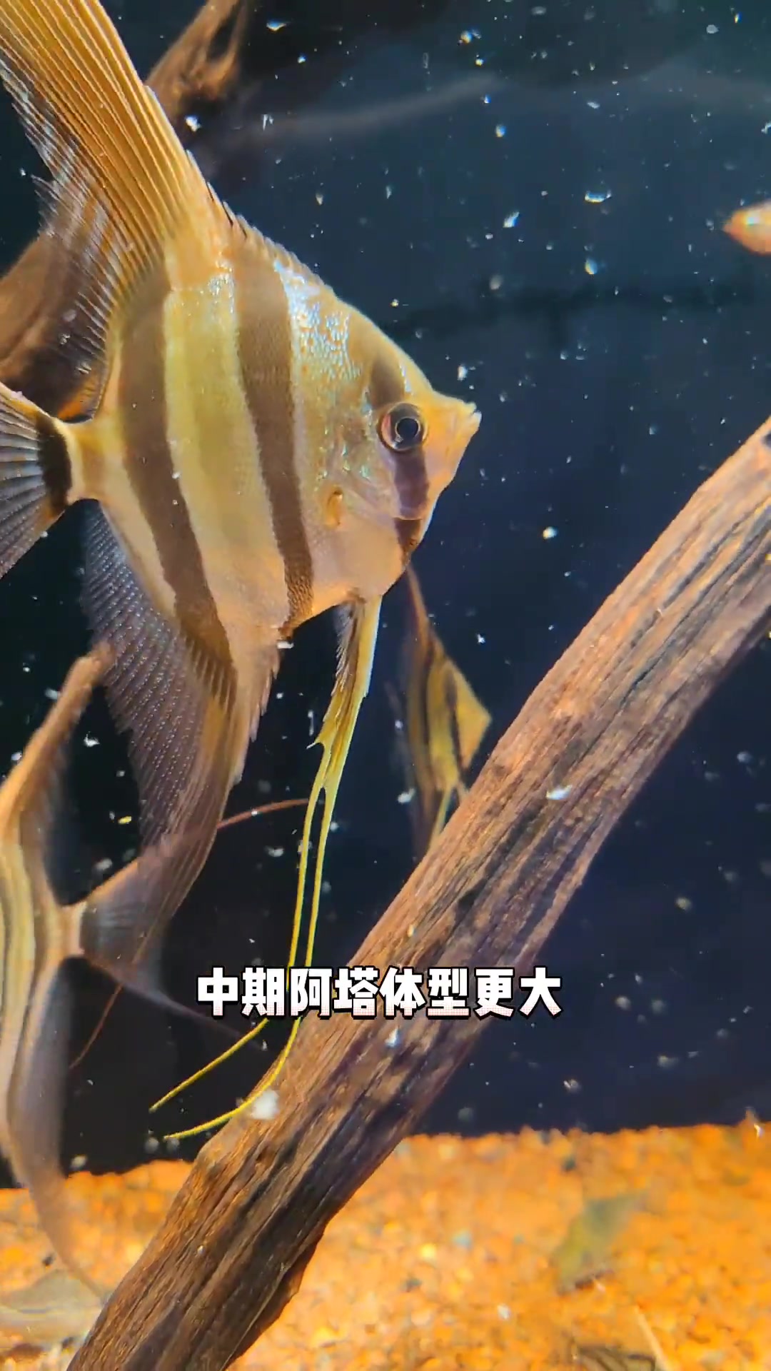 第1集|埃及神仙鱼 1、埃及会不会很难养?2、阿塔和圣菲有什么区别?观赏鱼 热门