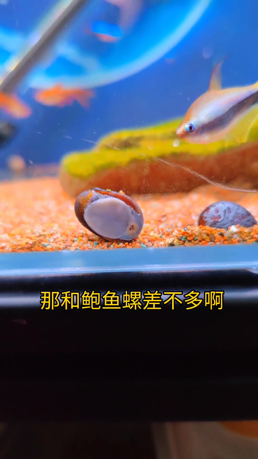 ,但是如果太多它们啃的比较慢,还是工具比较快 养鱼日记