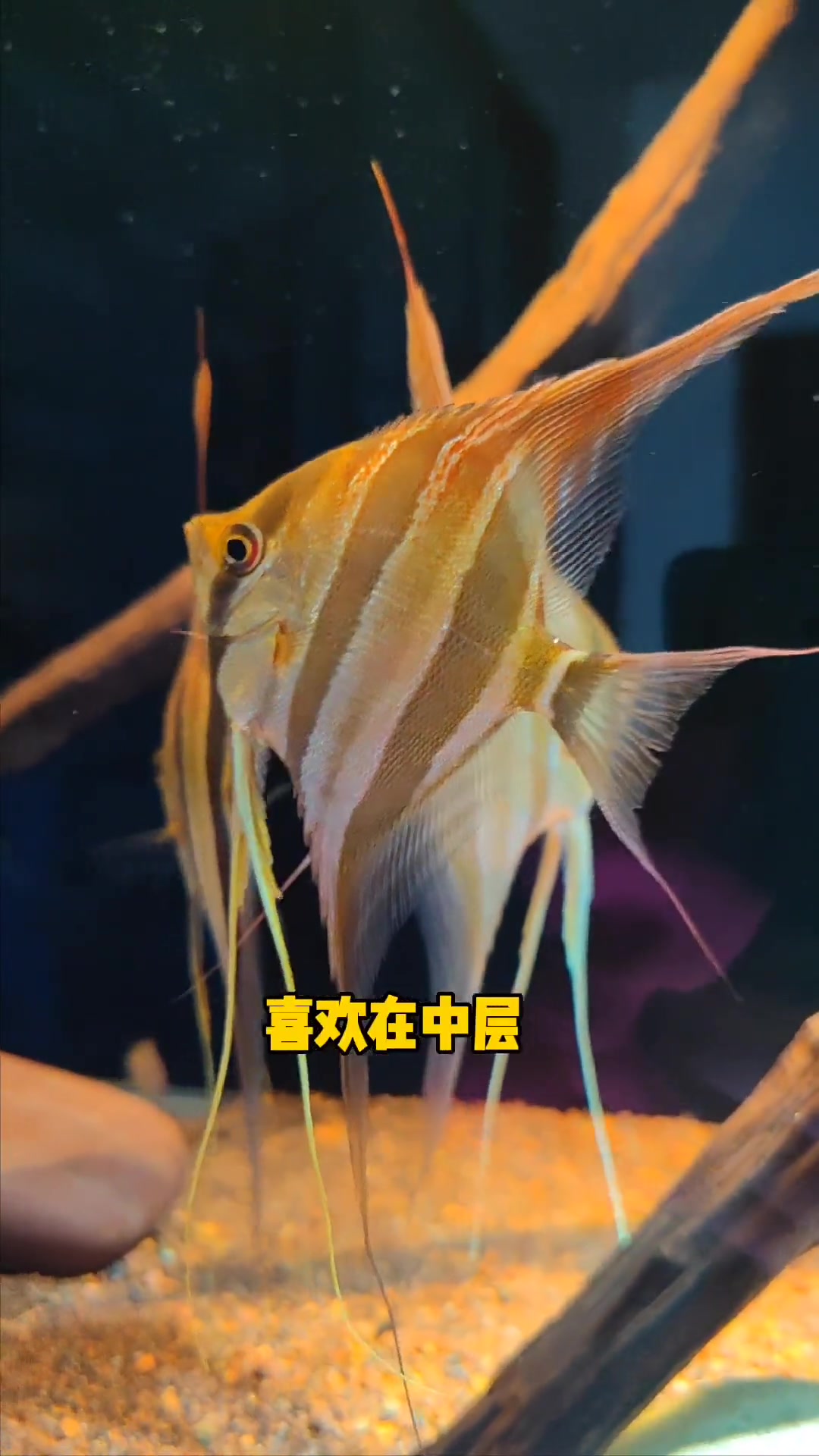 鱼缸观赏鱼搭配