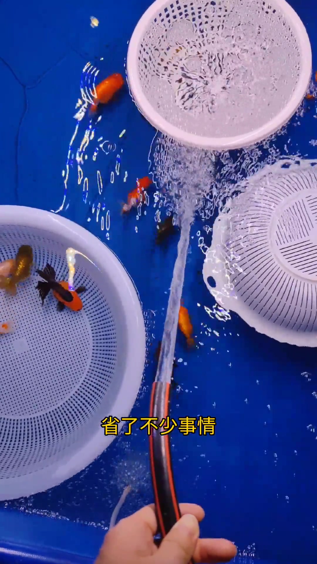 家里十个鱼缸换水要怎么换?养鱼日记 森哥的美好生活 热门视频