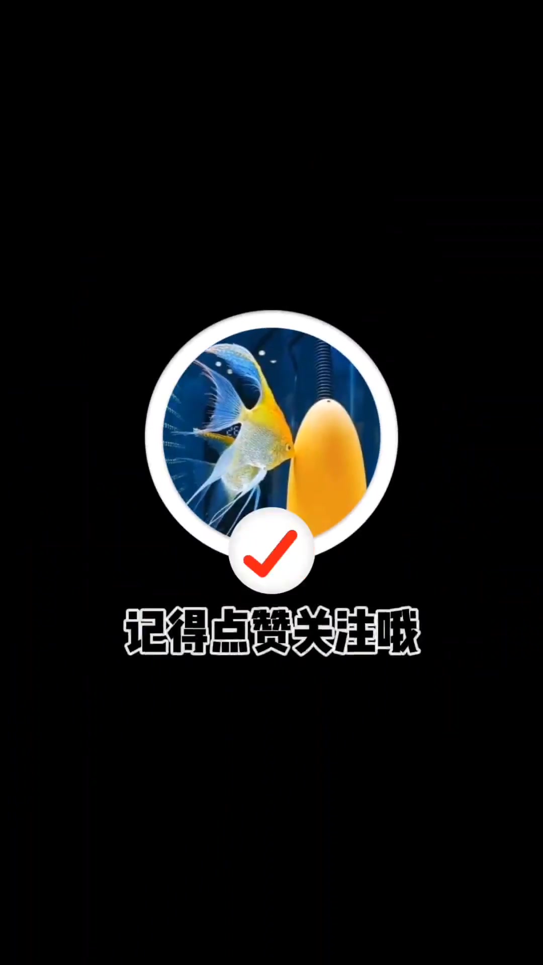 皇室青魔鬼