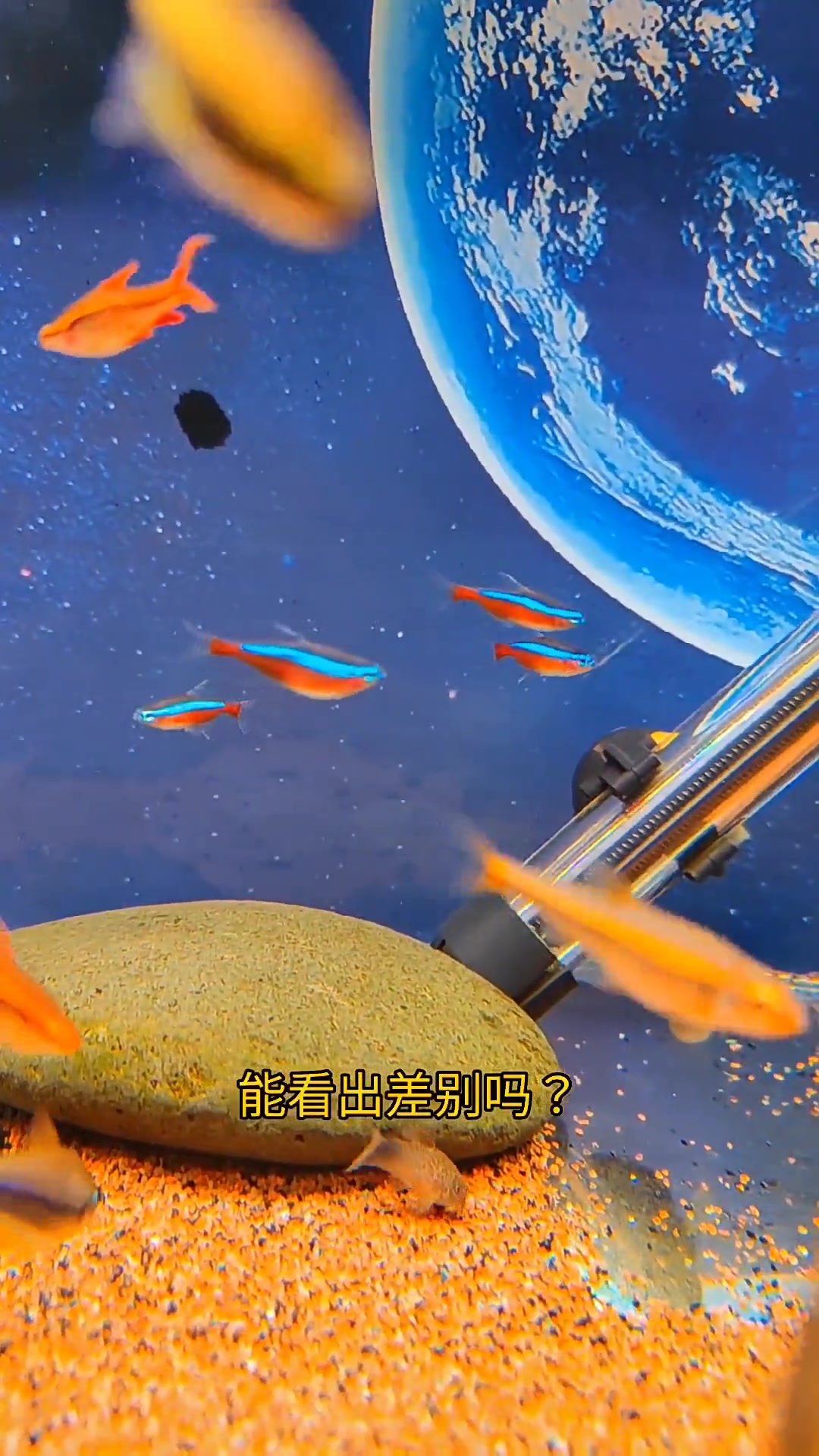 孔雀鱼宝莲灯鱼红绿灯鱼