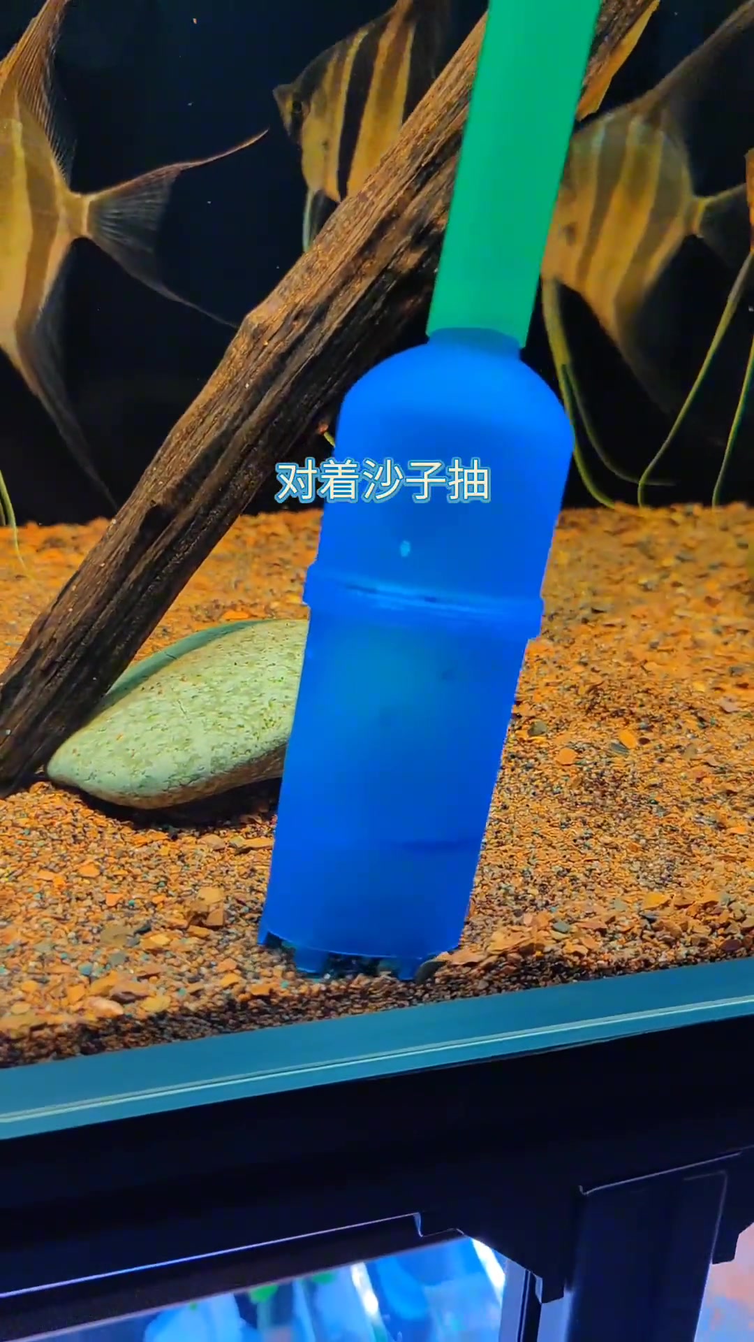 鱼粪便怎么清理