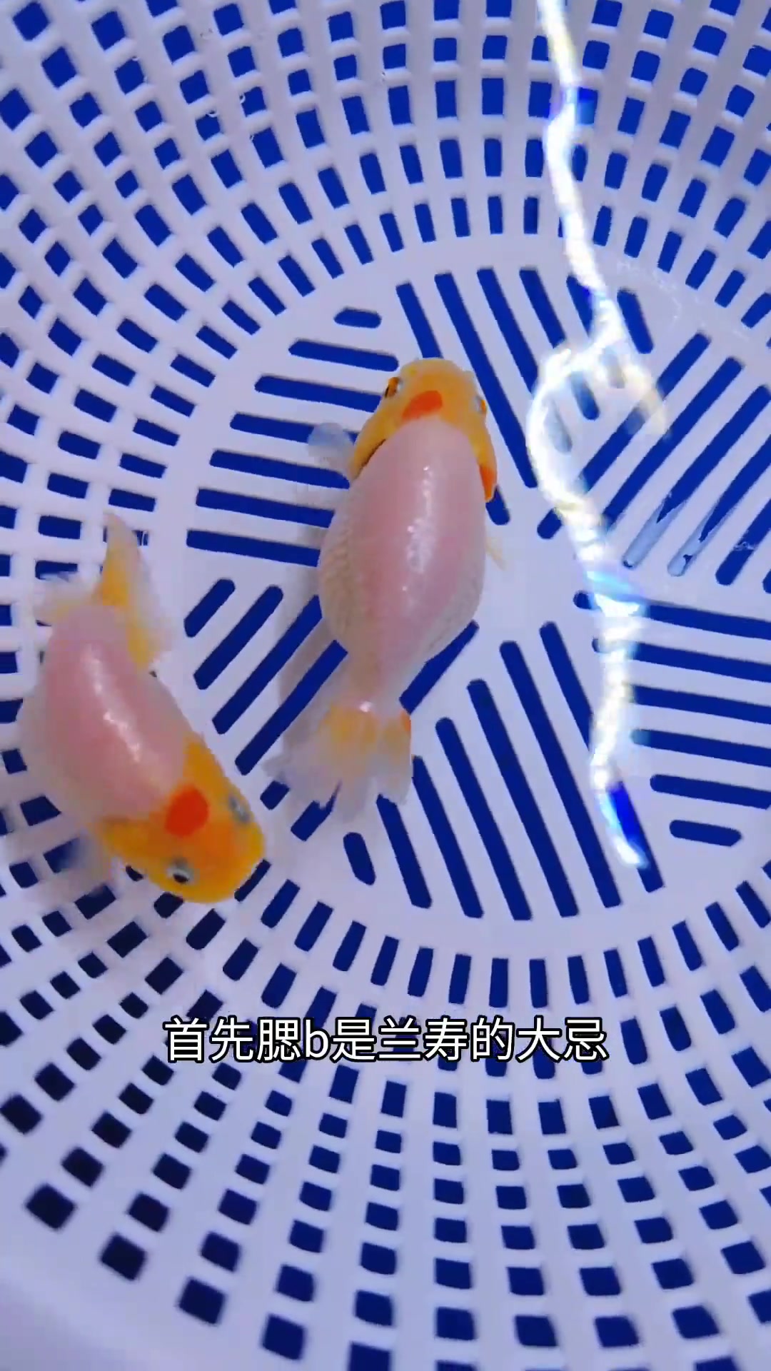 兰寿刚到家怎么过水?怎么检疫?兰寿金鱼 观赏鱼 热门视频