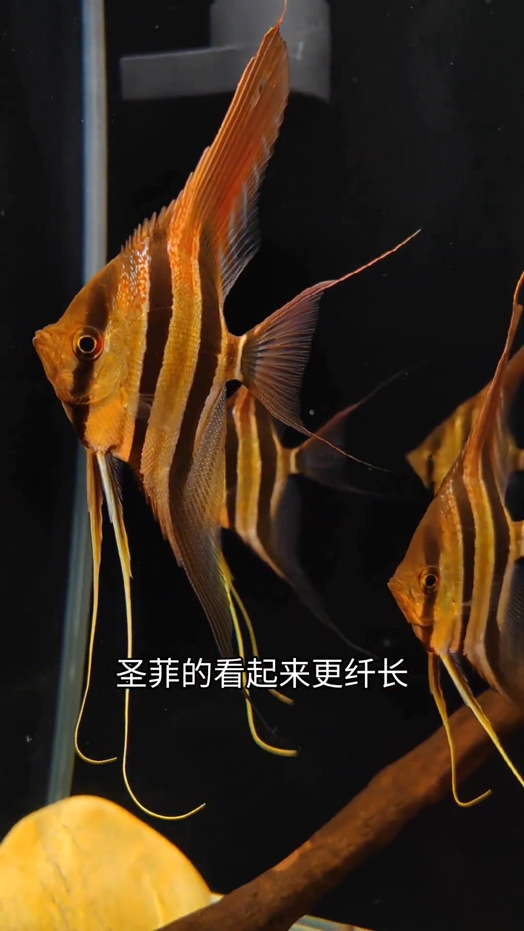 神仙鱼