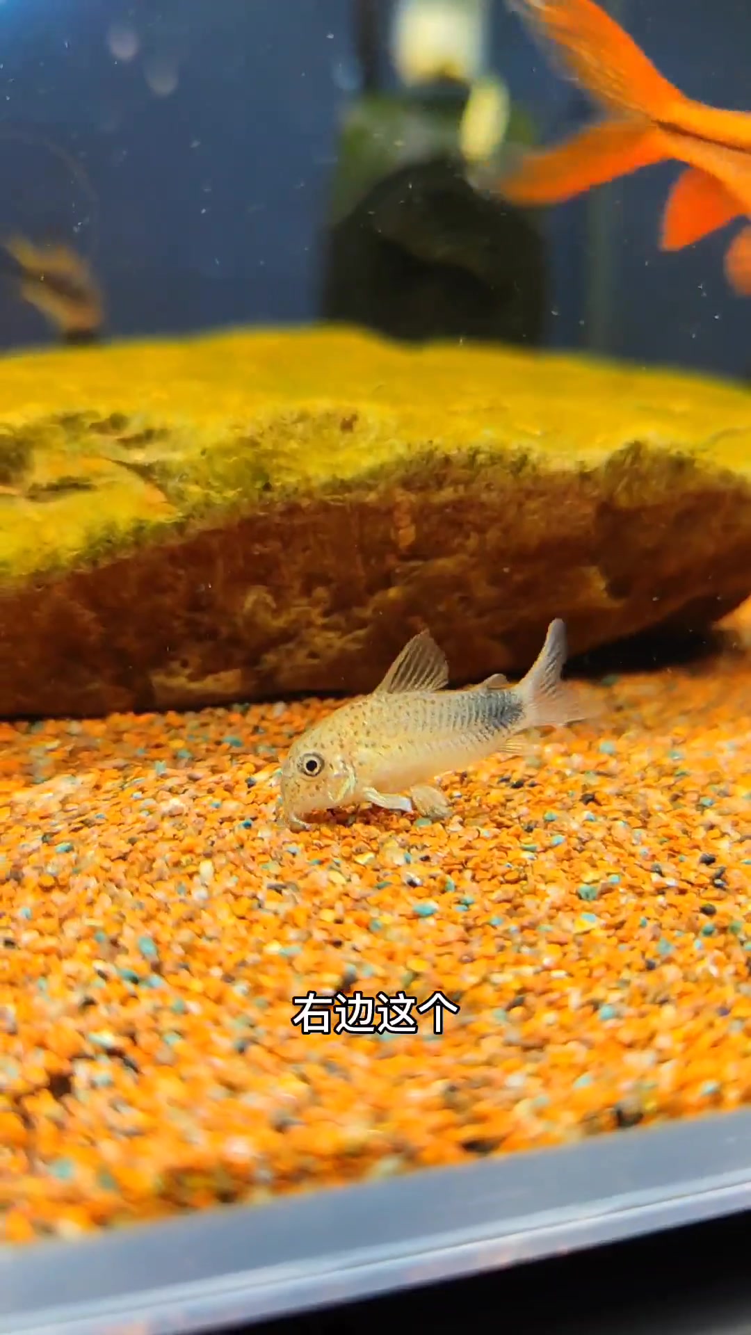 老鼠鱼