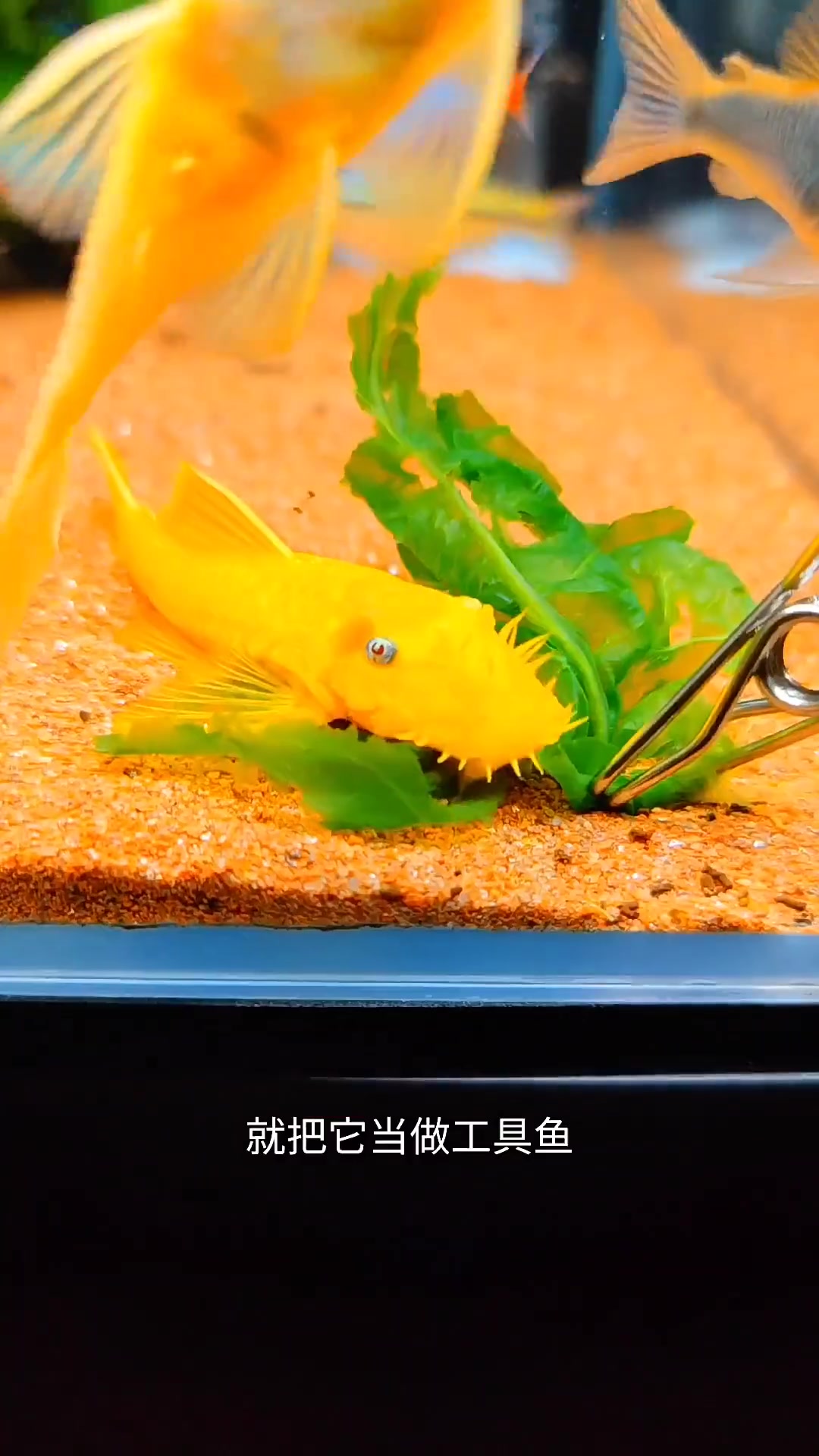 胡子鱼吃什么长得快