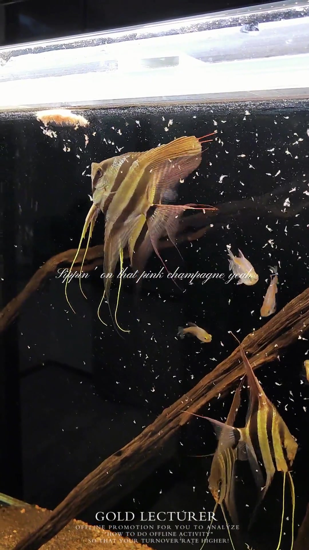 养鱼日记 听说评论区可以发图片了,你们可以在评论区晒拍你们的鱼哦 埃及神仙鱼