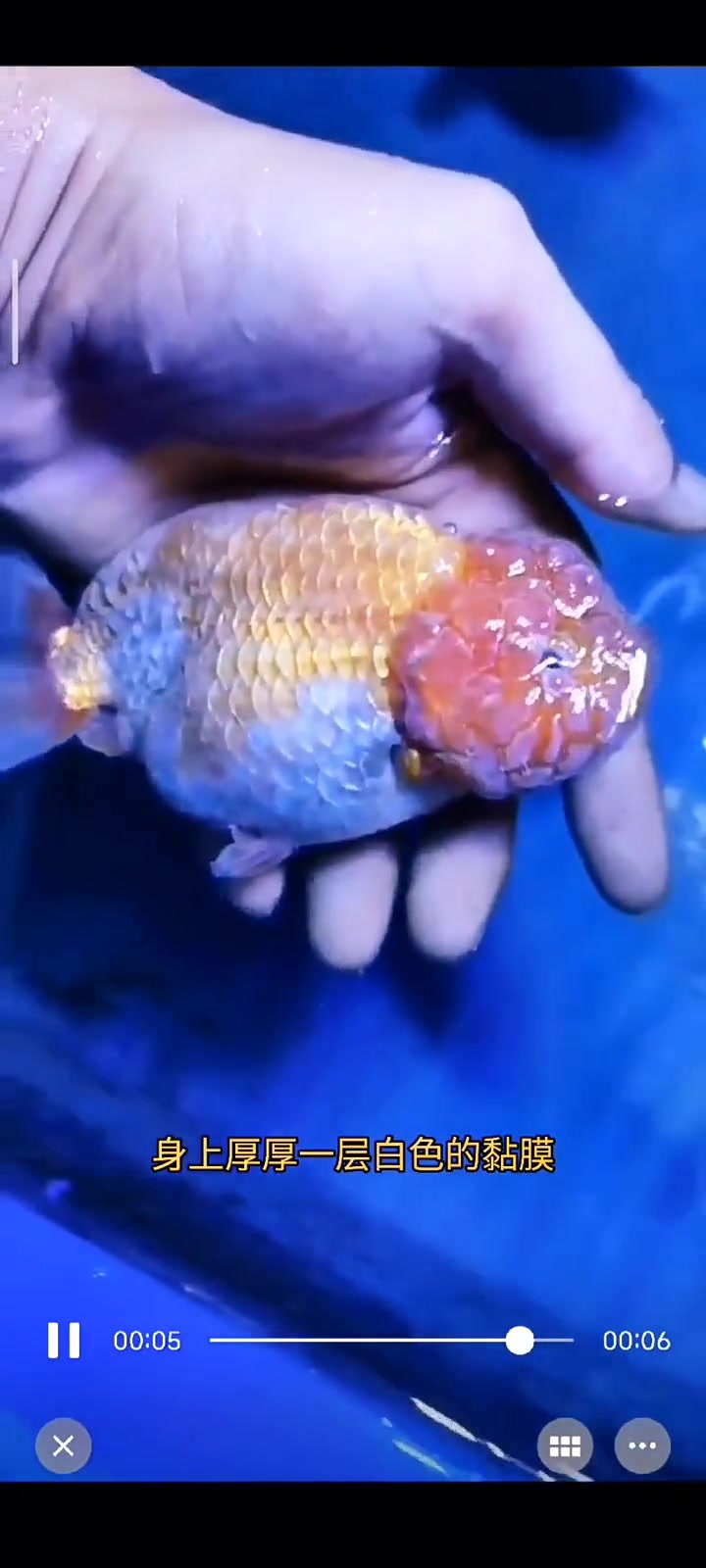 兰寿身上出现厚厚的黏膜怎么办?兰寿 养鱼日记 热门视频