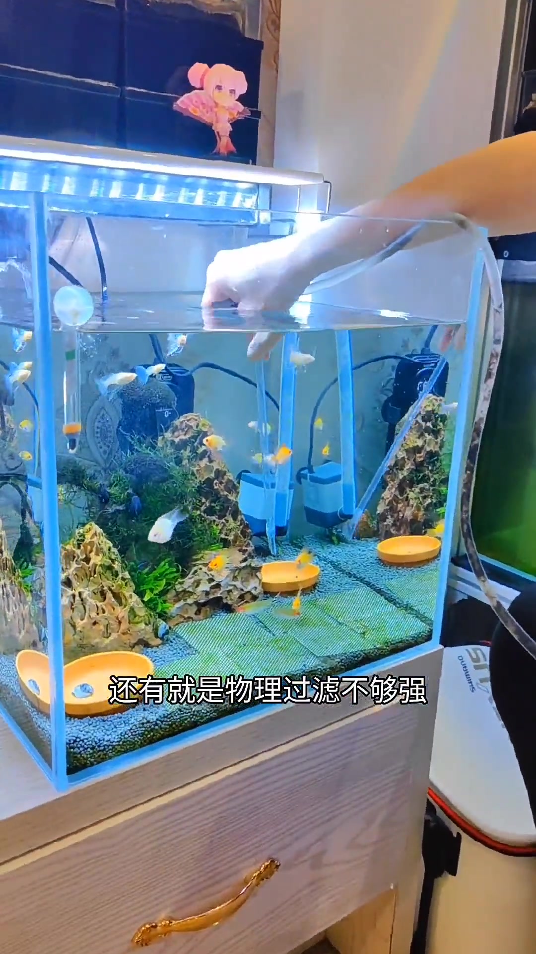 养鱼日记 鱼缸 你们按照我说的做,看看还会不会绿水 养鱼 热门