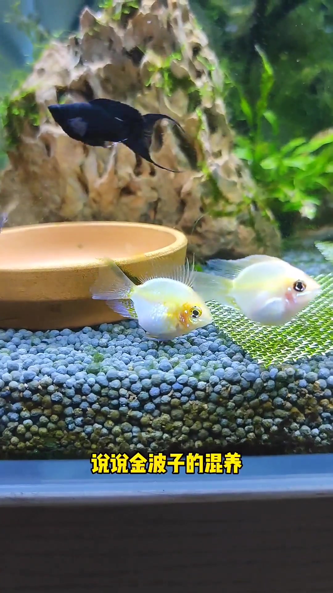 金波子 你们不要关注我这个有年代感的鱼缸了,用了十几年确实花了,我想给你们看的是金波子,金