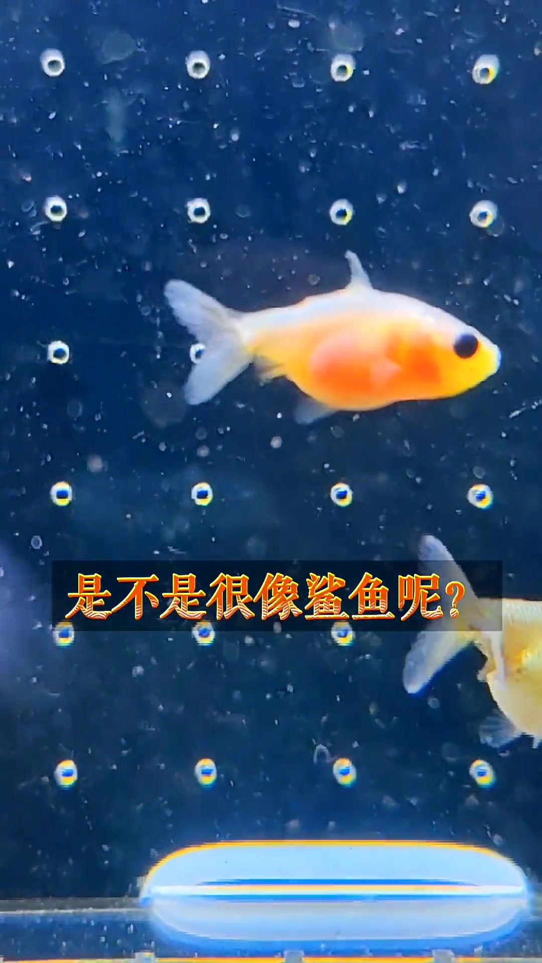 兰寿怎么挑选鱼苗