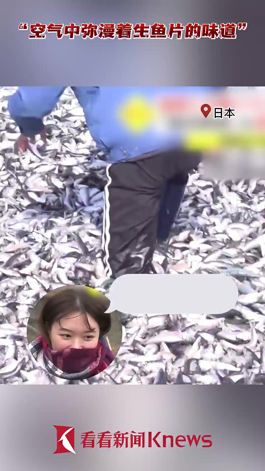 日本海岸涌现大量沙丁鱼 绵延300米最深没过膝盖