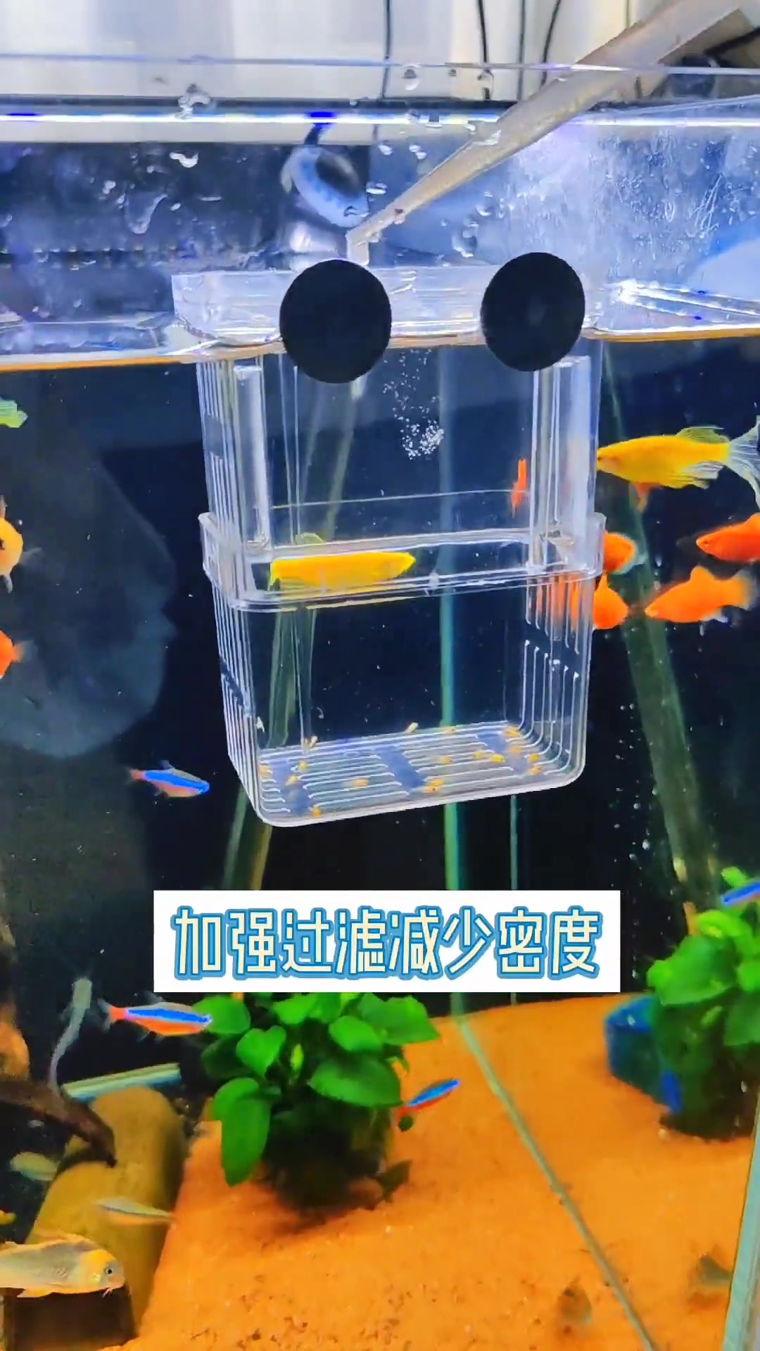 鱼缸里的小鱼为什么会死